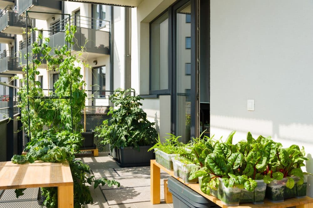 A close-up of a sunny balcony garden with plants in containers. A climbing plant is on a trellis, with a bushy plant (likely tomato) behind it. In the foreground are trays of bright green, leafy vegetables, such as Swiss chard or spinach.